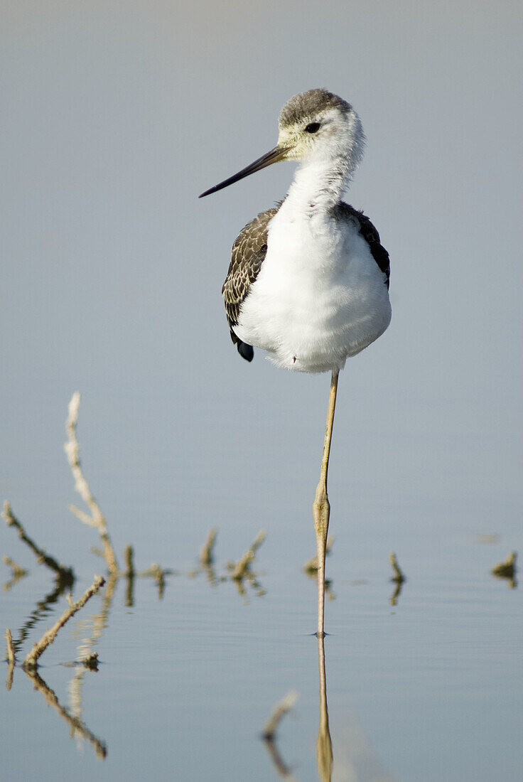 Black.winged Stilt (Himantopus himantopus). Castilla-La Mancha, Spain