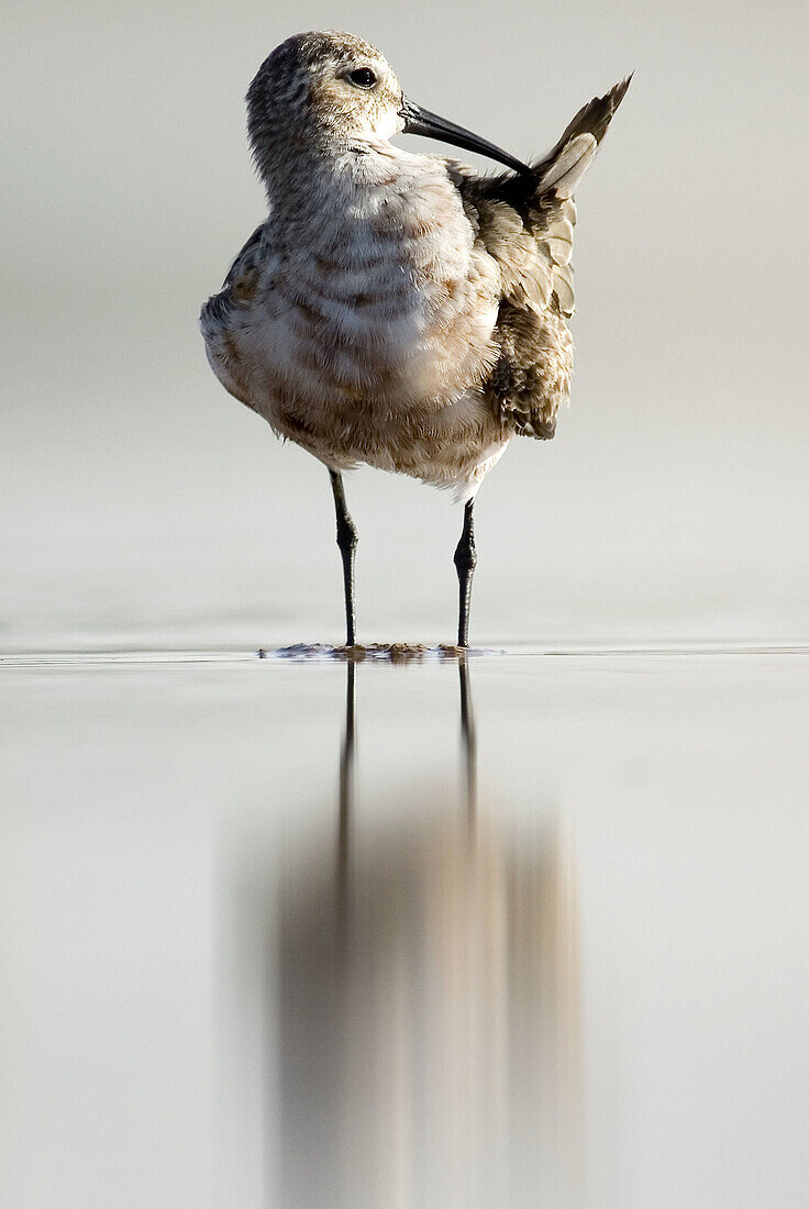 Curlew Sandpiper (Calidris ferruginea)