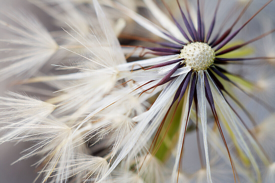 Aussen, Botanik, Detail, Details, Draussen, Empfindlich, Farbe, Flüchtig, Glatt, Hintergrund, Hintergründe, Nahaufnahme, Nahaufnahmen, Natur, Same, Samen, Tageszeit, Weiß, Zartheit, Zerbrechlichkeit, S33-646915, agefotostock