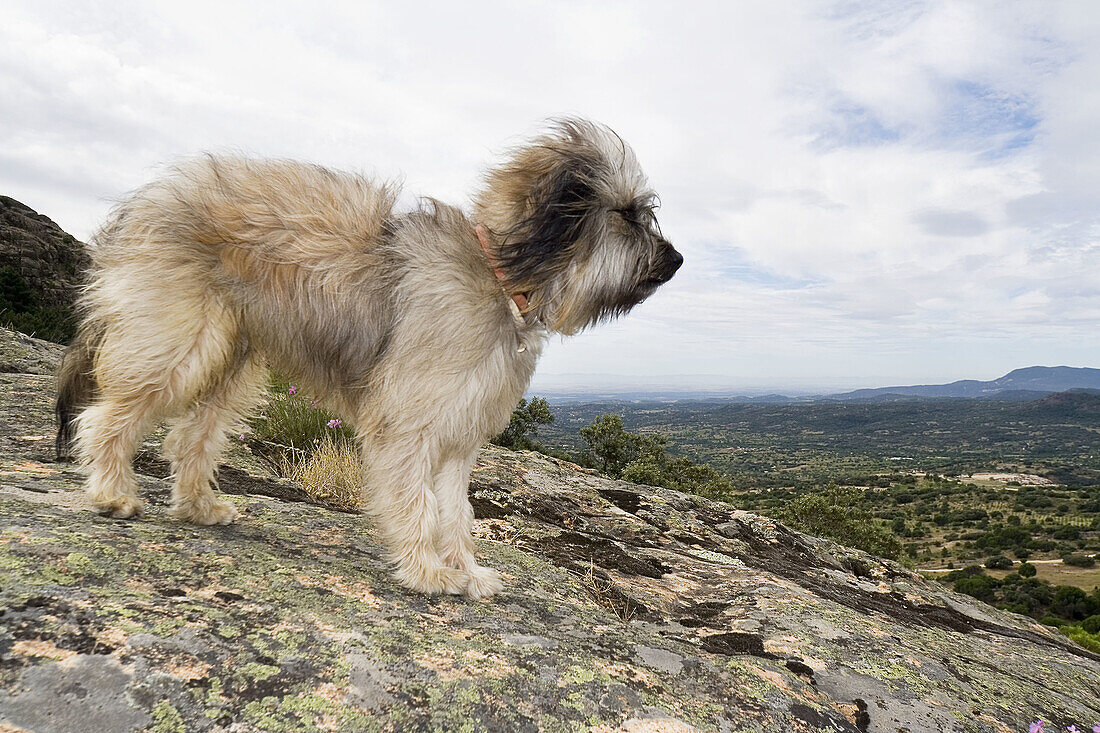 Catalan sheepdog on granite rock, Cadalso de los Vidrios. Madrid province, Spain