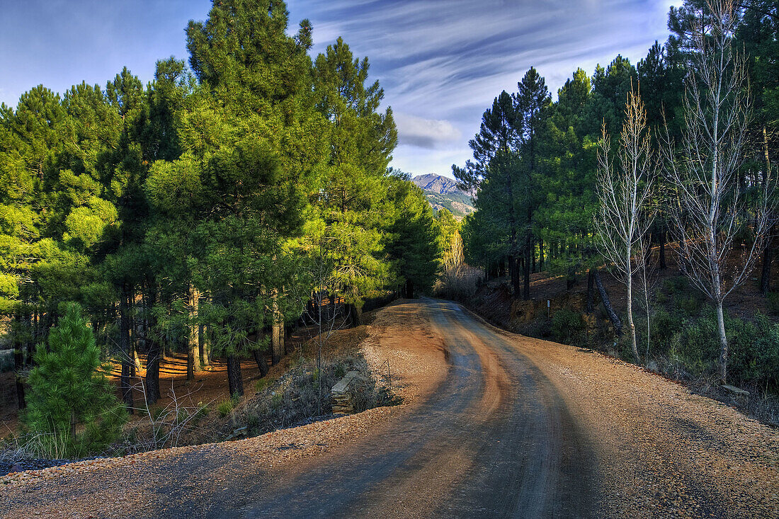 Forest track to 'Robledillo de la Jara', Sierra Norte. Madrid. Spain..