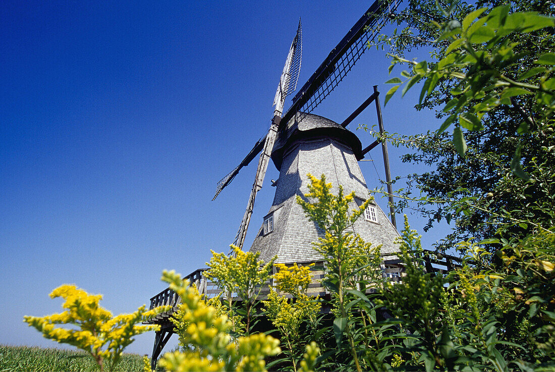 Hollicher Mühle, Steinfurt, Münsterland, Nordrhein-Westfalen, Deutschland