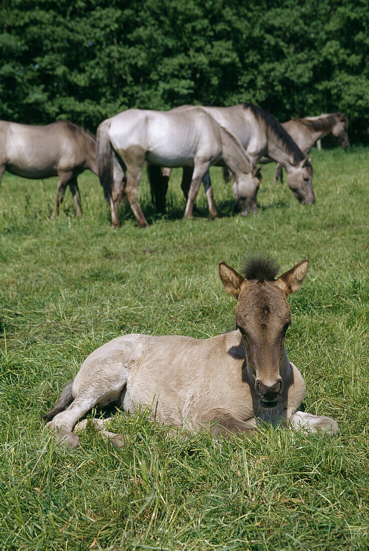 Wild horses at Merfelder Bruch, Duelmen, Muensterland, North Rhine-Westphalia, Germany