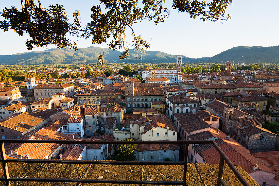 Lookout tower Guinigi and view of Lucca, Tuskany, Italy