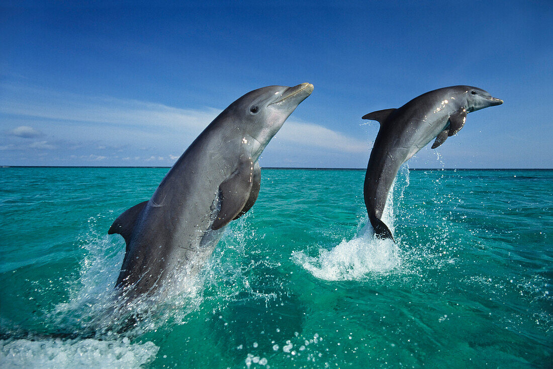 Bottlenosed Dolphins leaping, Tursiops truncatus, Islas de la Bahia, Hunduras, Caribbean