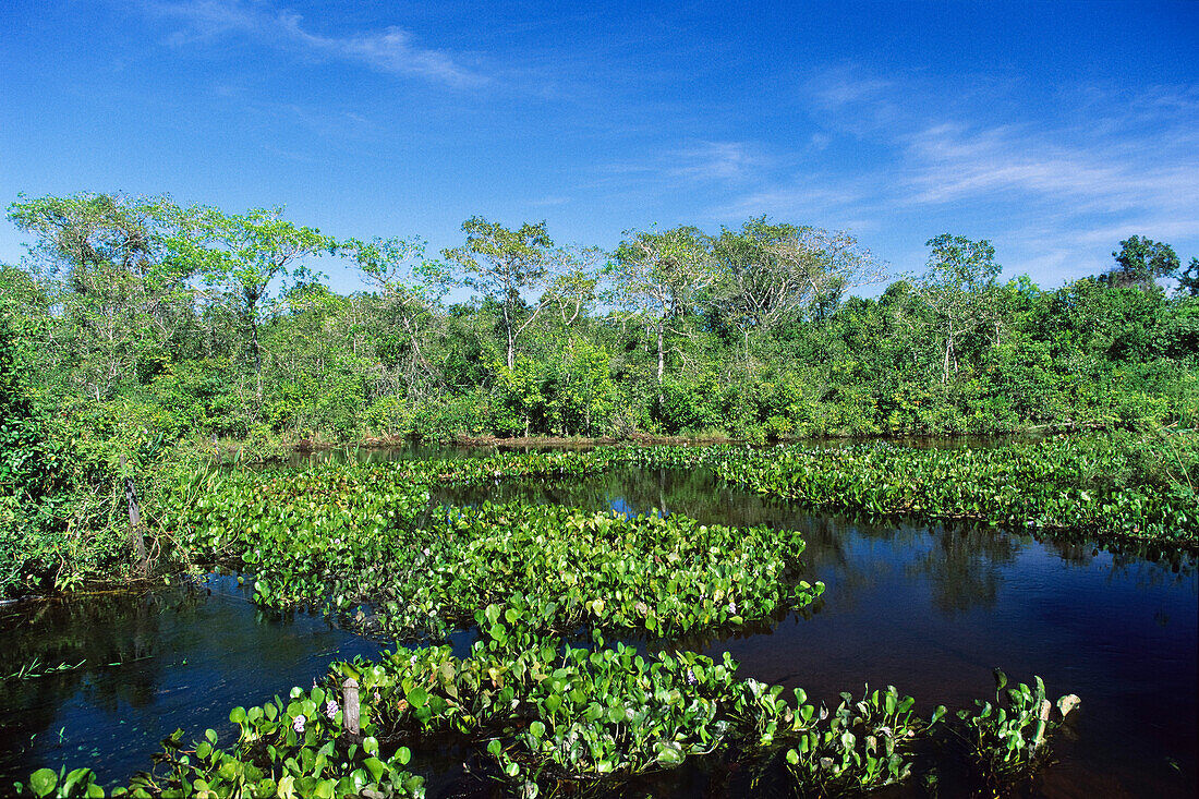 Sumpflandschaft am Rio Paraguay, Pantanal, Mato Grosso, Brasilien