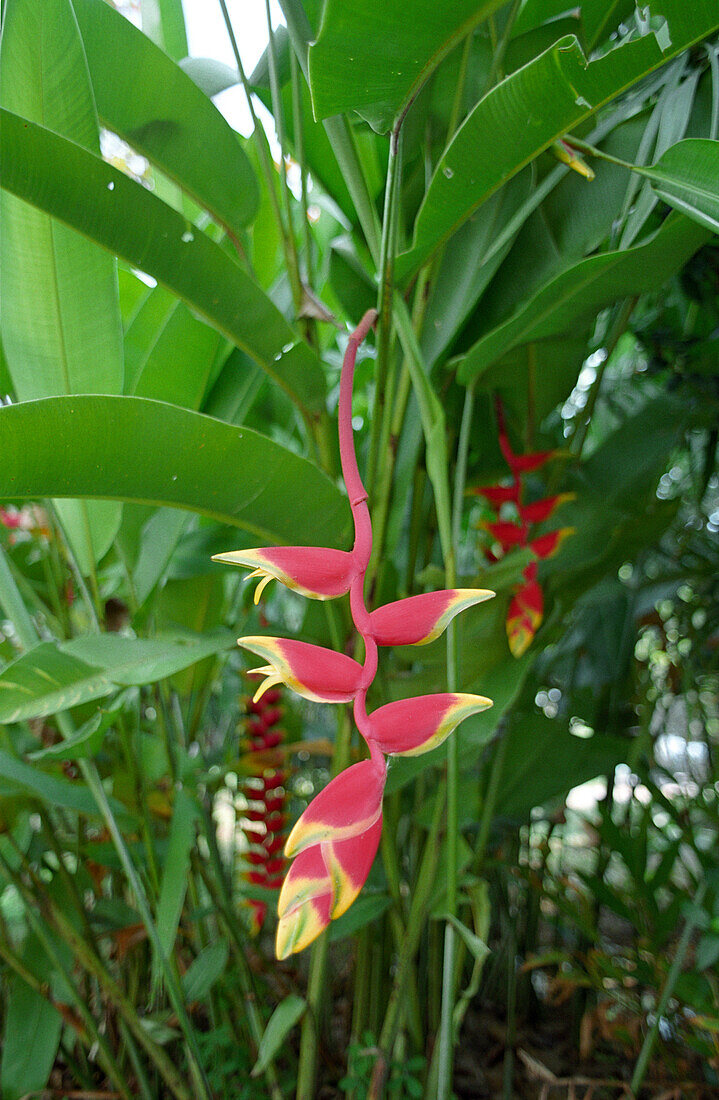 Heliconia, Thailand