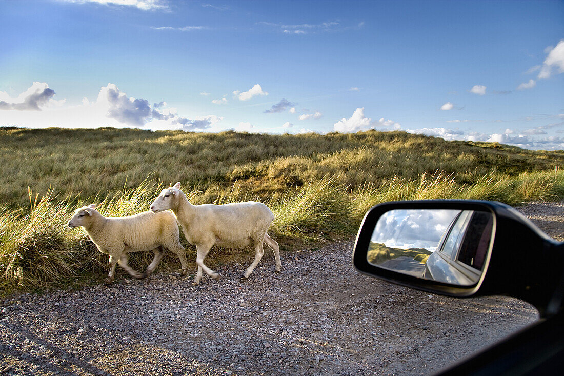 Schafe auf einer Straße, Ellenbogen, Sylt, Nordfriesland, Schleswig-Holstein, Deutschland