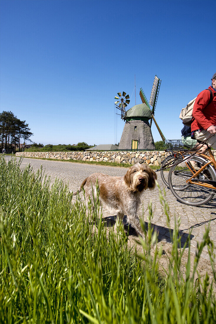 Cyclists with dog, windmill in backgorund, Nebel, Amrum island, North Frisian Islands, Schleswig-Holstein, Germany