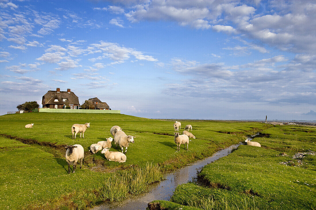 Sheep and dwelling mound, Sudfall hallig, North Frisian Islands, Schleswig-Holstein, Germany