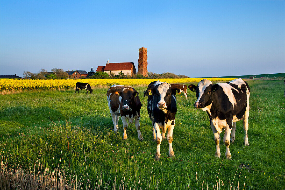 Kühe auf einer Weide, St. Salvator Kirche im Hintergrund, Pellworm, Nordfriesland, Schleswig-Holstein, Deutschland