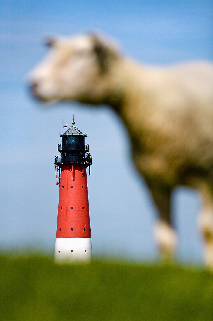 Sheep with lighthouse in background, Pellworm Island, North Frisian Islands, Schleswig-Holstein, Germany
