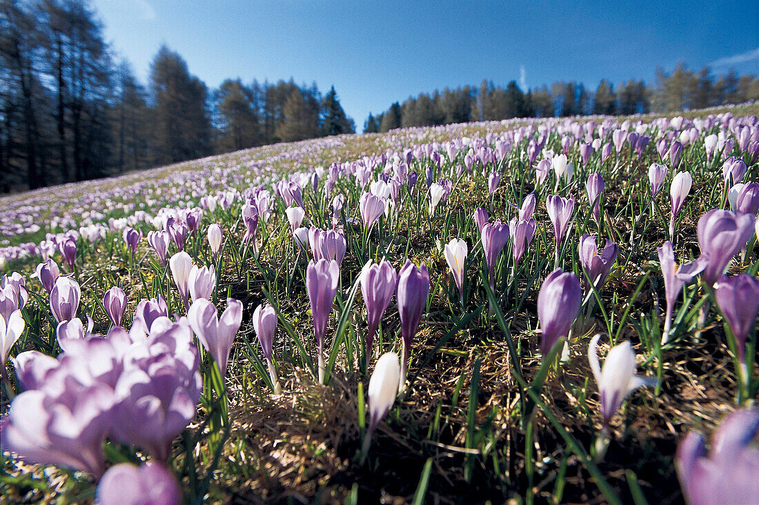 Blumenwiese mit Krokussen unter blauem Himmel, Südtirol, Italien, Europa