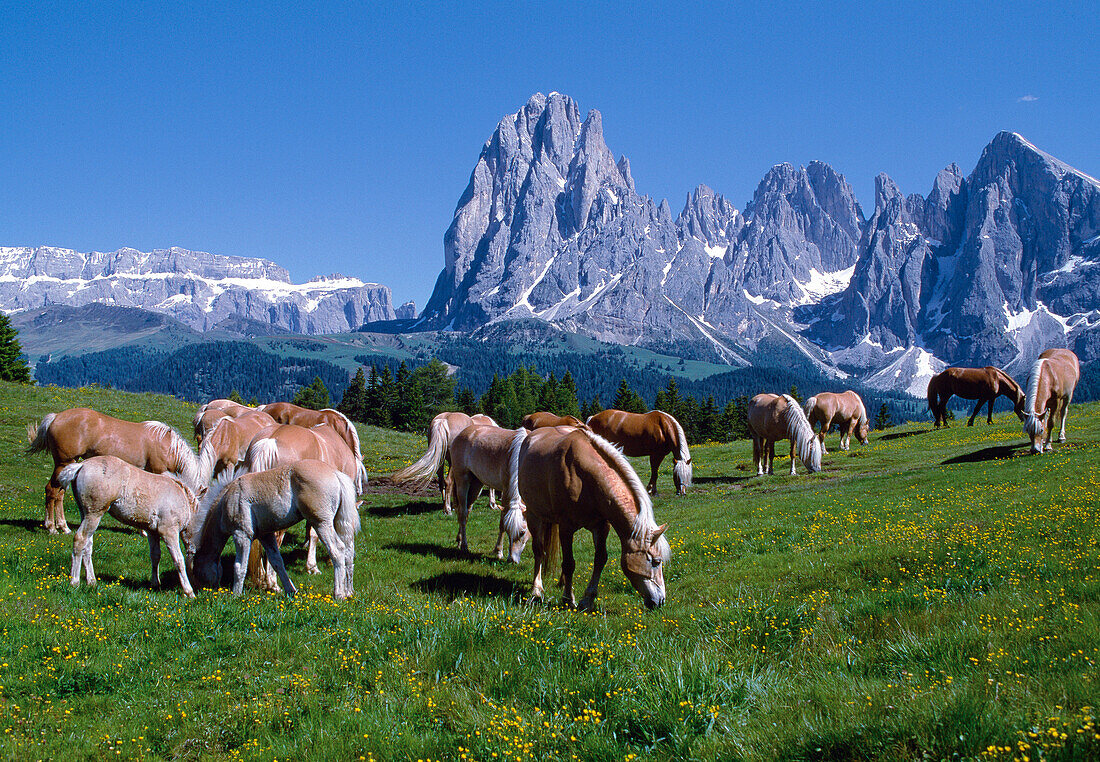 Pferde auf einer Almwiese unter blauem Himmel, Seiser Alm, Südtirol, Italien, Europa