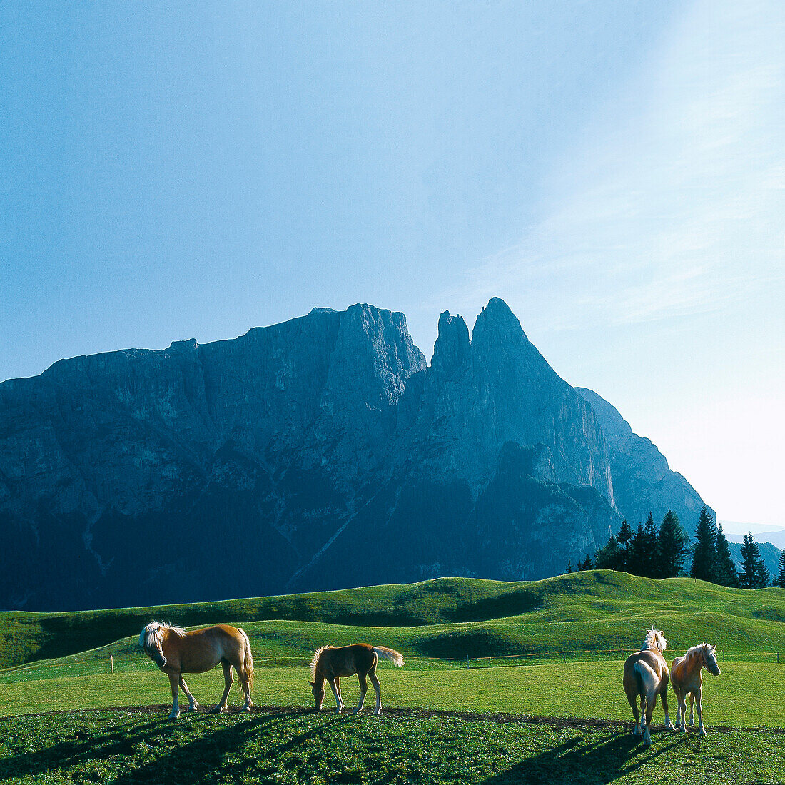 Pferde auf einer Almwiese im Sonnenlicht, Seiser Alm, Südtirol, Italien, Europa