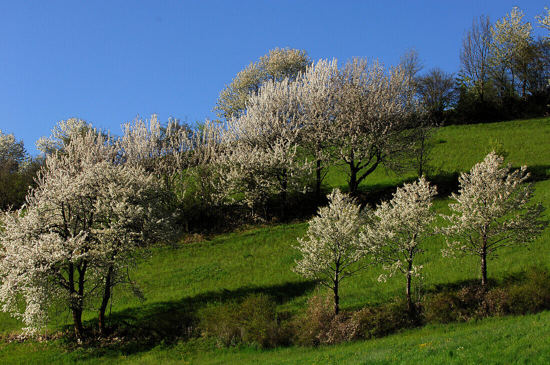 Blühende Bäume an einem Hang unter blauem Himmel, Südtirol, Italien, Europa