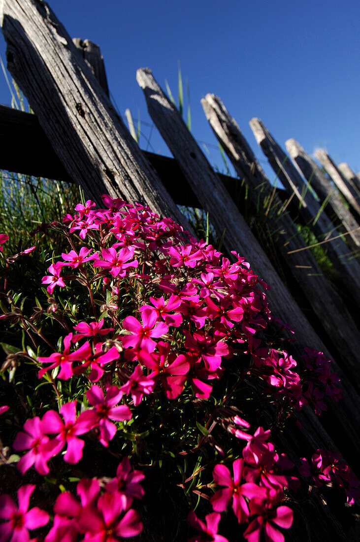 Wooden fence and blooming phlox under blue sky, South Tyrol, Italy, Europe