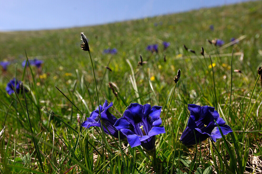 Blooming gentiana on an alpine meadow in the sunlight, South Tyrol, Italy, Europe