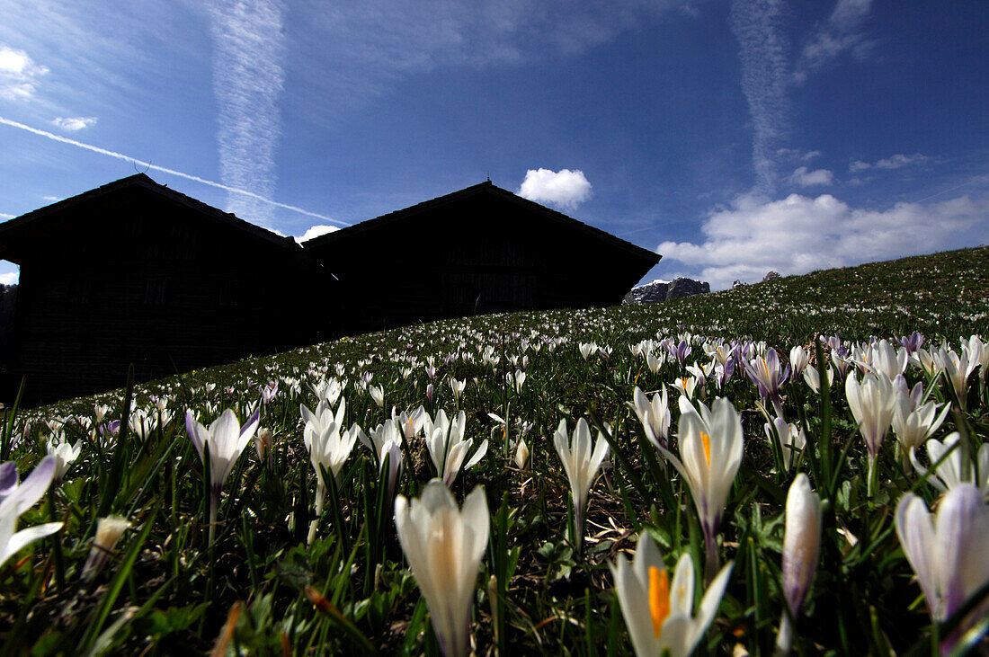 Blumenwiese mit Krokussen vor Almhütten, Seiser Alm, Südtirol, Italien, Europa