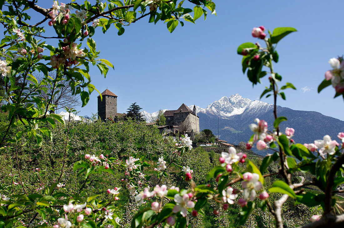 Blick durch Apfelblüten auf ein Schloss unter blauem Himmel, Burggrafenamt, Etschtal, Südtirol, Italien, Europa