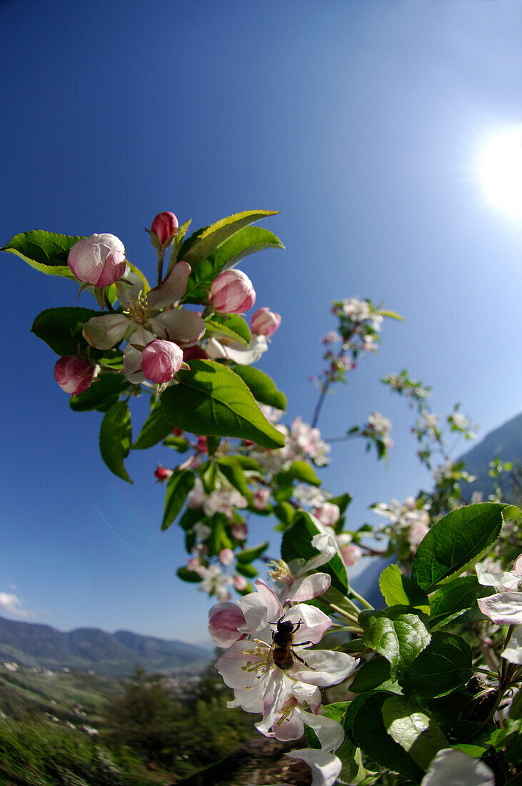 Zweig mit Apfelblüten vor blauem Himmel, Südtirol, Italien, Europa