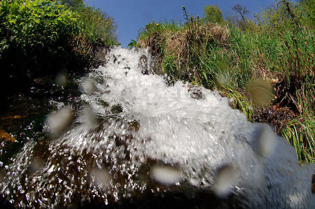 View at the water of a stream with grassy banks, South Tyrol, Italy, Europe