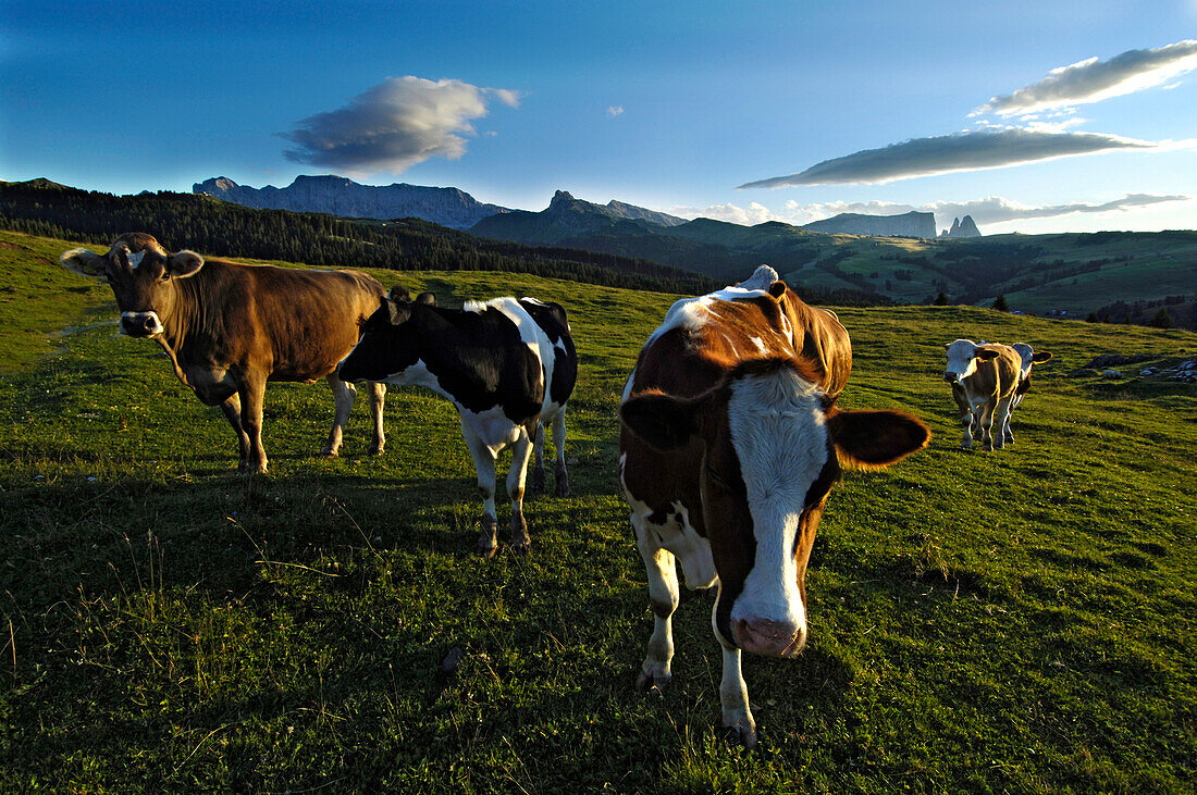 Cows on an alpine meadow in the evening, Alpe di Siusi, South Tyrol, Italy, Europe