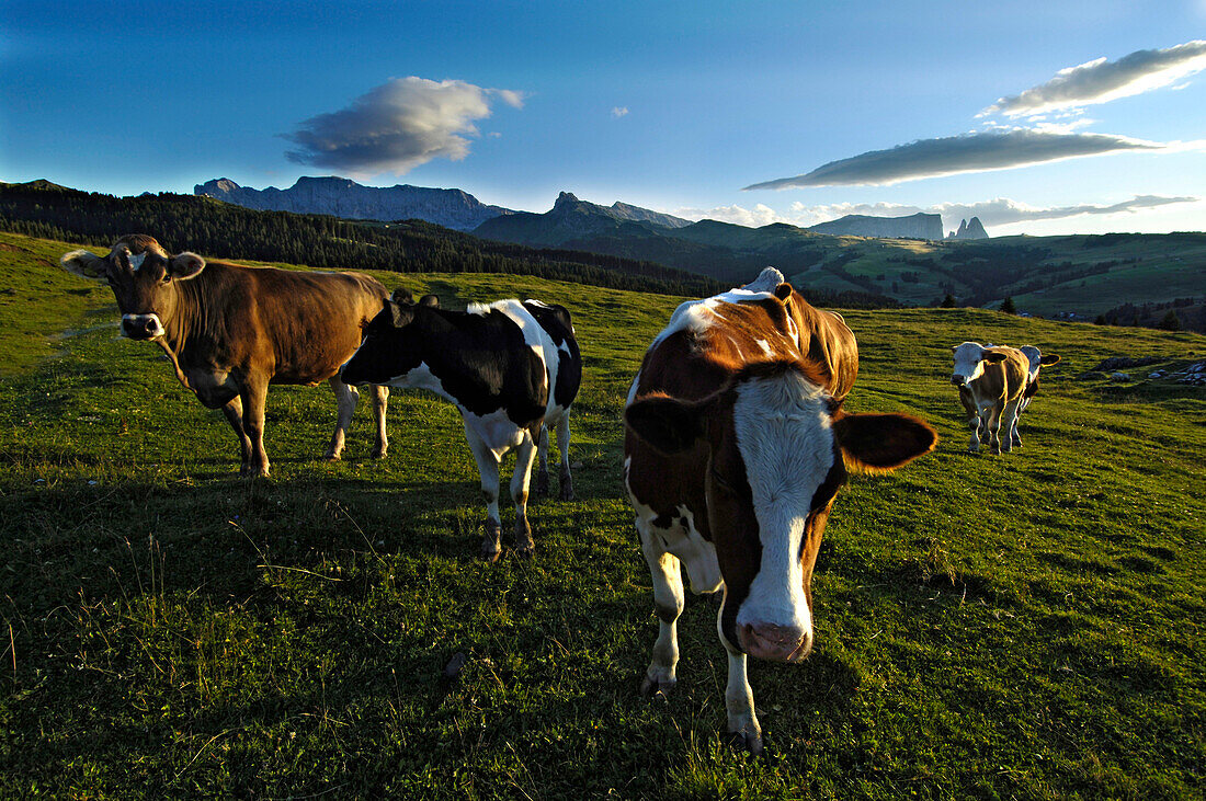 Kühe auf einer Almwiese am Abend, Seiser Alm, Südtirol, Italien, Europa