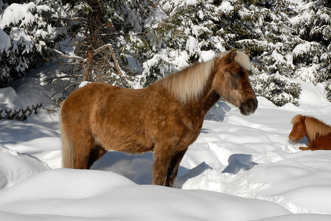 Ein Pony mit Fohlen steht in verschneiter Landschaft im Sonnenlicht, Südtirol, Italien, Europa