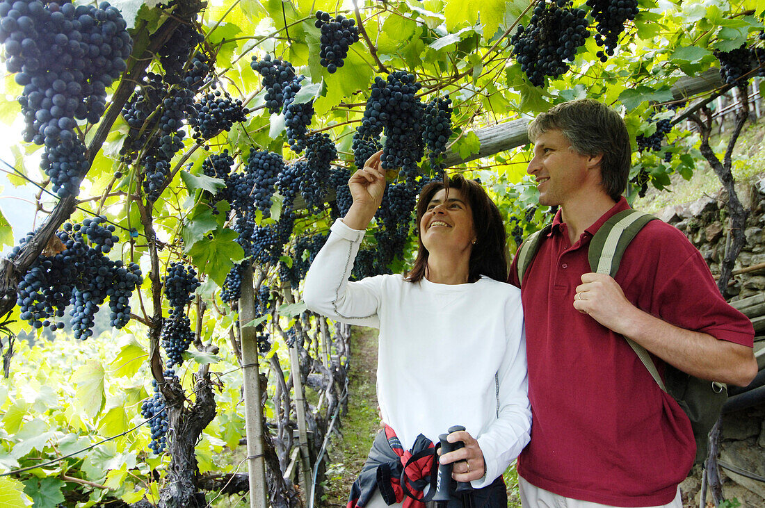 Ein Paar mittleren Alters steht unter Weinreben mit Weintrauben, Vinschgau, Südtirol, Italien, Europa