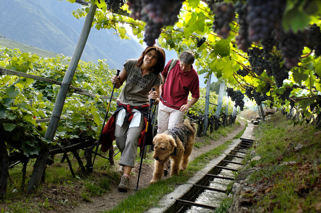 Ein Paar mit Hund wandert an Weinreben und einem Bach entlang, Vinschgau, Südtirol, Italien, Europa