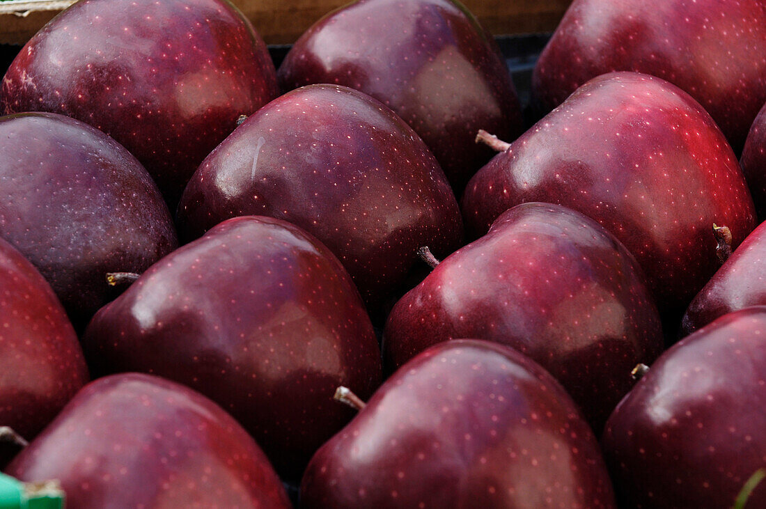 Dark red apples, South Tyrol, Italy, Europe