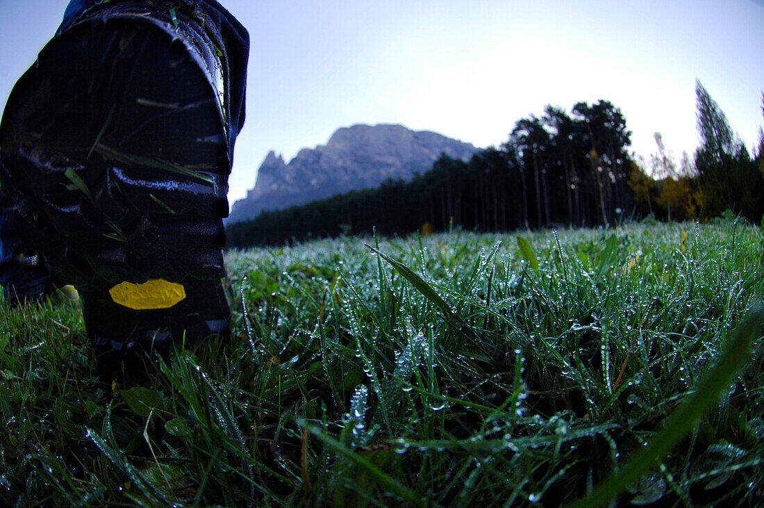 Hiker on an alpine meadow with dewdrops in the morning, Sciliar, South Tyrol, Italy, Europe