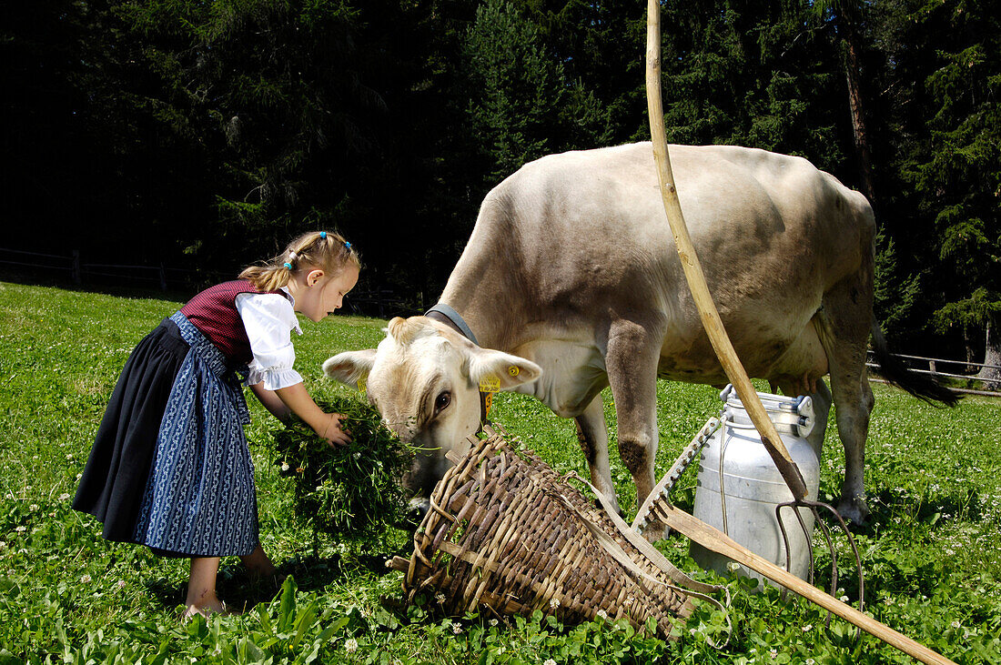 Mädchen in Dirndl füttert eine Kuh, Almwiese, Almwirtschaft, Urlaub auf dem Bauernhof ,Südtirol, Italien