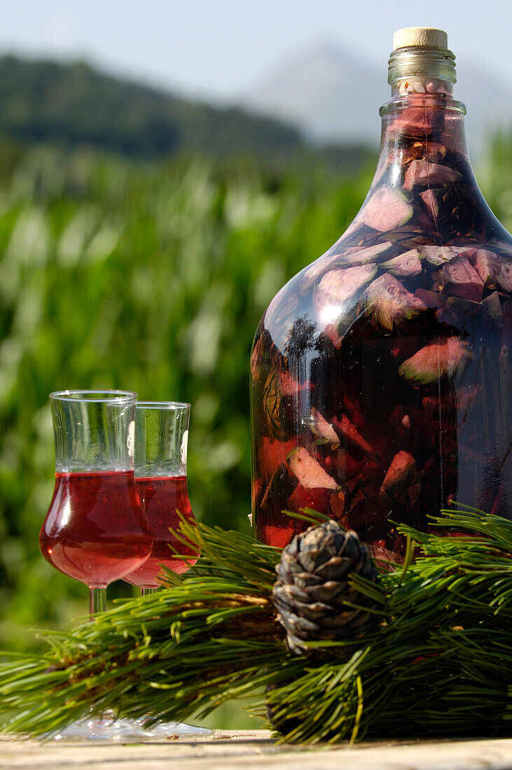 Home-made pine schnaps, liquor with pine cones, South Tyrolean speciality, South Tyrol, Italy