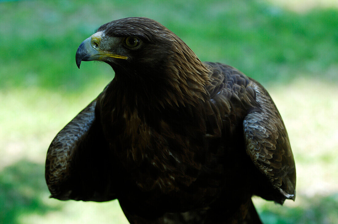 Golden eagle, bird of prey, wild animal, nature, South Tyrol, Italy