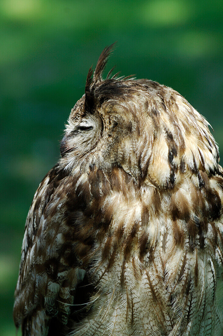 Close up of a barn owl, wild animal, Bird, South Tyrol, Italy