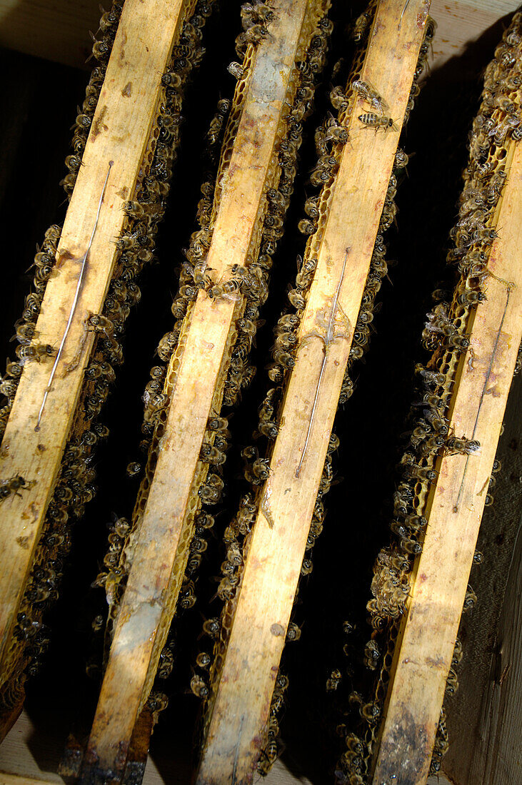Honeycomb with honey bees, Insects, Honey, Agriculture, South Tyrol, Italy