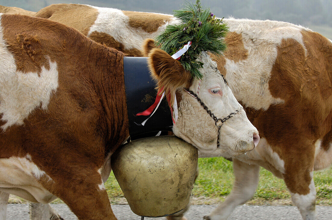 Kühe mit Kuhglocken bei Almabtrieb, Seiser Alm, Südtirol, Italien