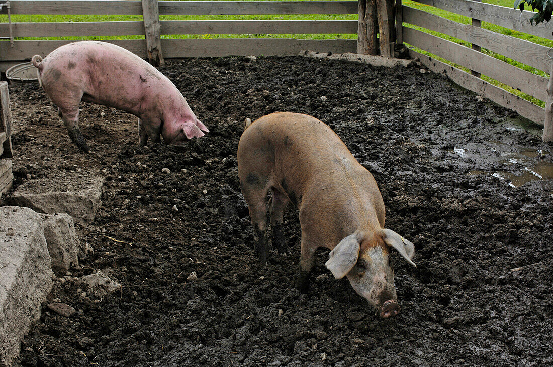 Schweine im Schweinestall, Tierzucht, Bauernhof im Südtiroler Volkskundemuseum Dietenheim, Dietenheim, Pustertal, Südtirol, Italien