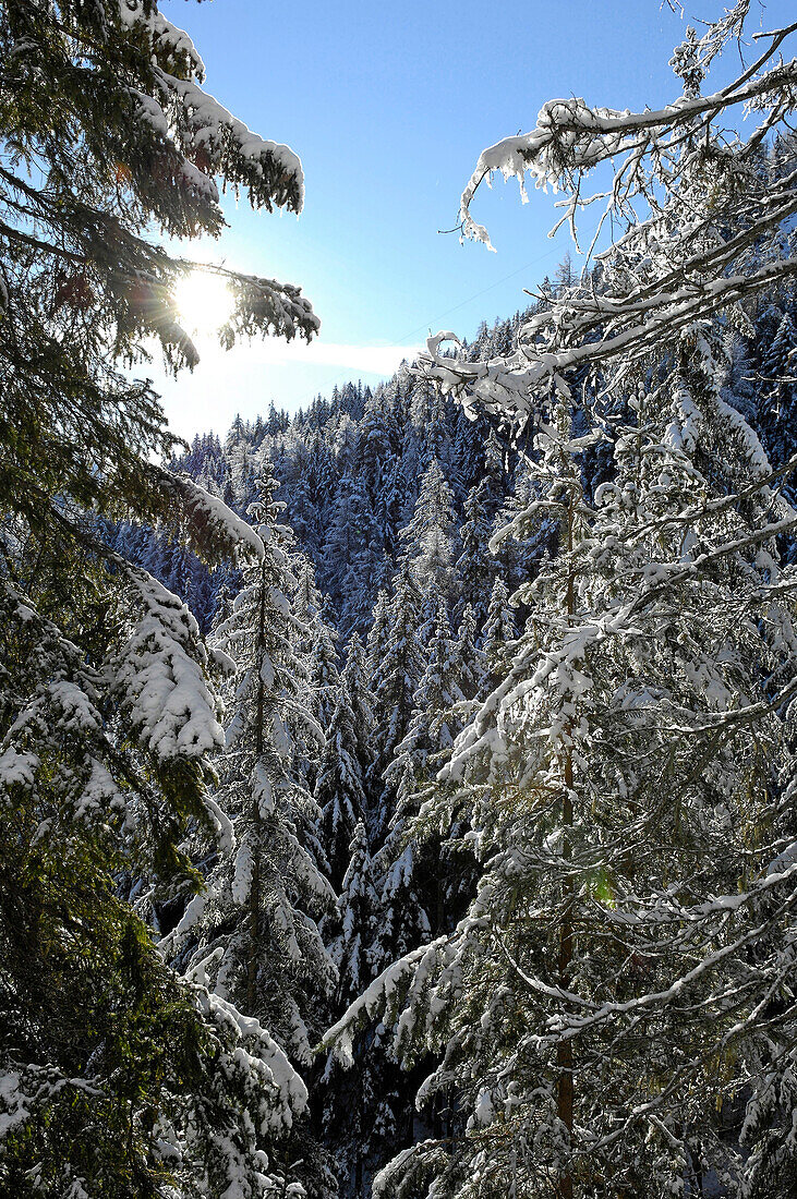 Spruce forest in a winter mountain landscape, South Tyrol, Italy