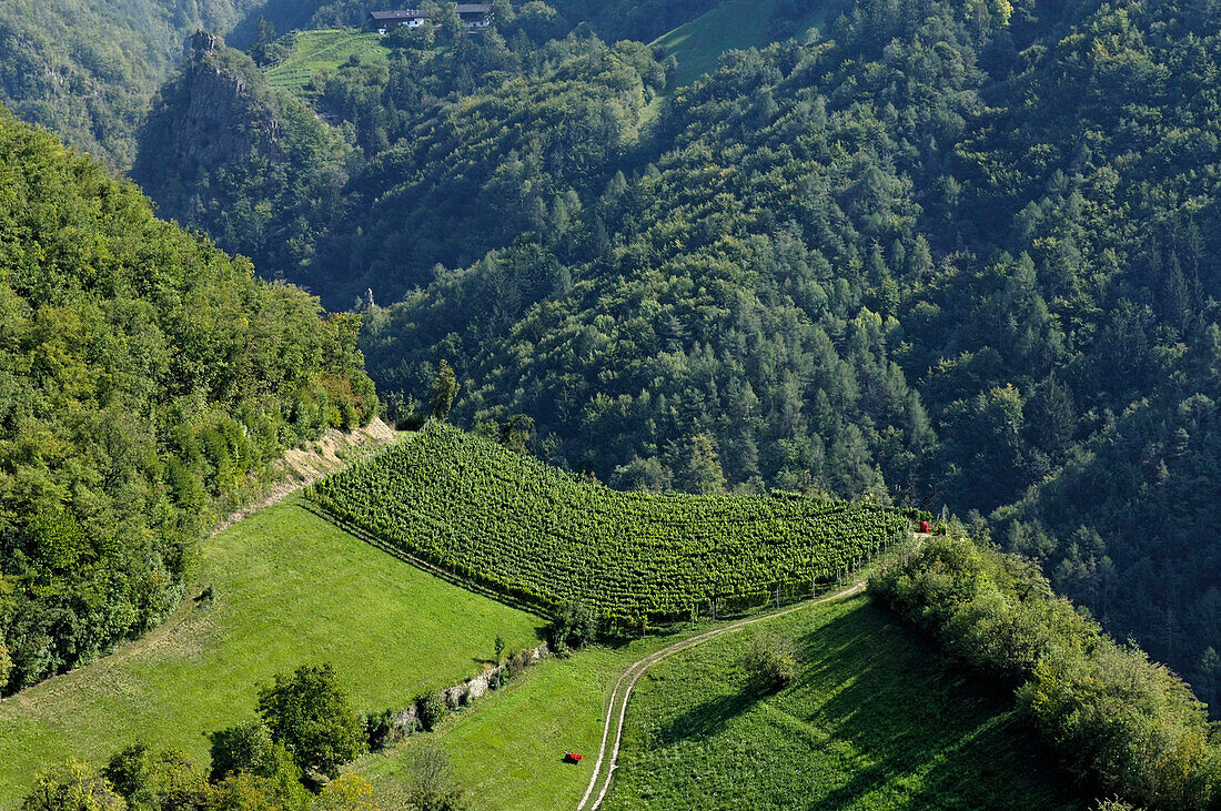 Berglandschaft mit Weinreben, Oachner Höfeweg, Völser Aicha, Völs am Schlern, Südtirol, Italien