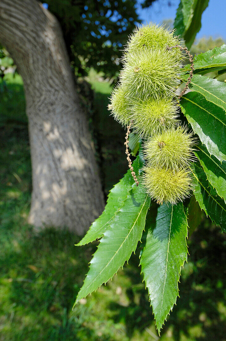 Kastanienbaum mit Kastanien entlang der Oachner Höfeweg, Südtirol, Italien