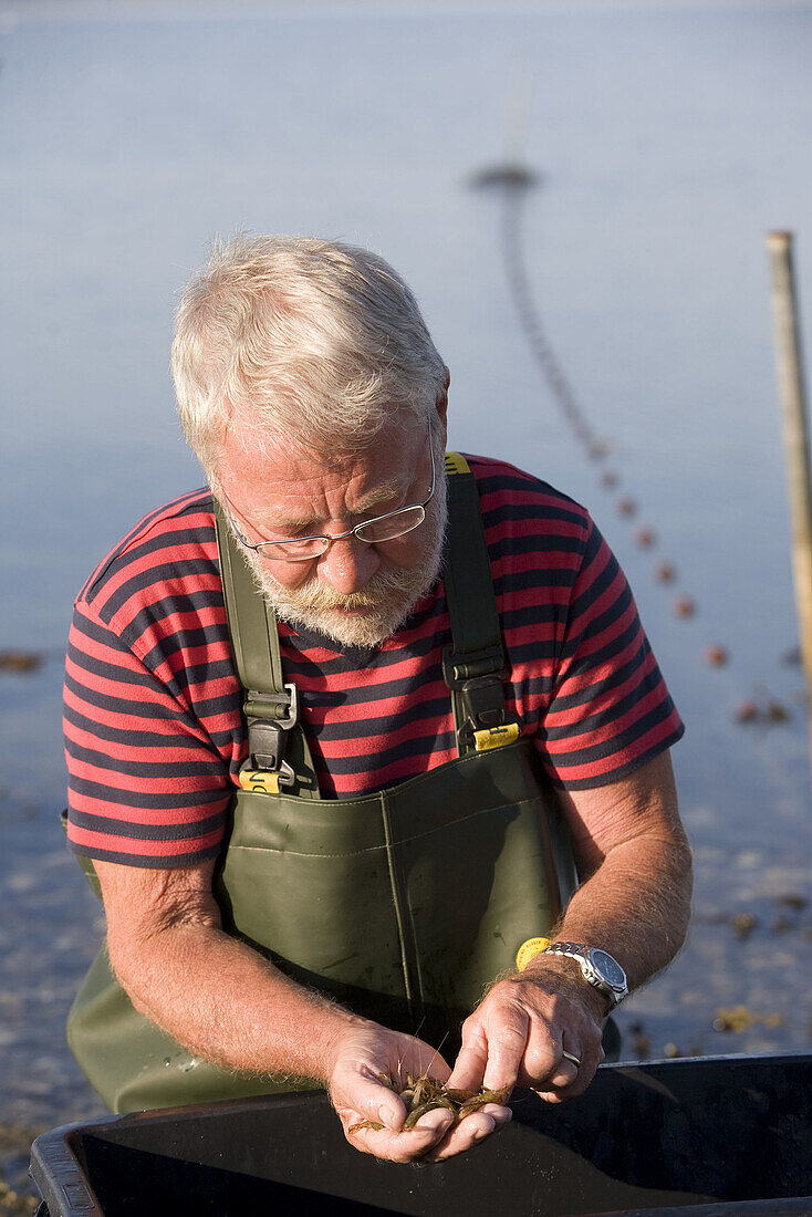 Shrimps fisherman. Ærø island. Denmark