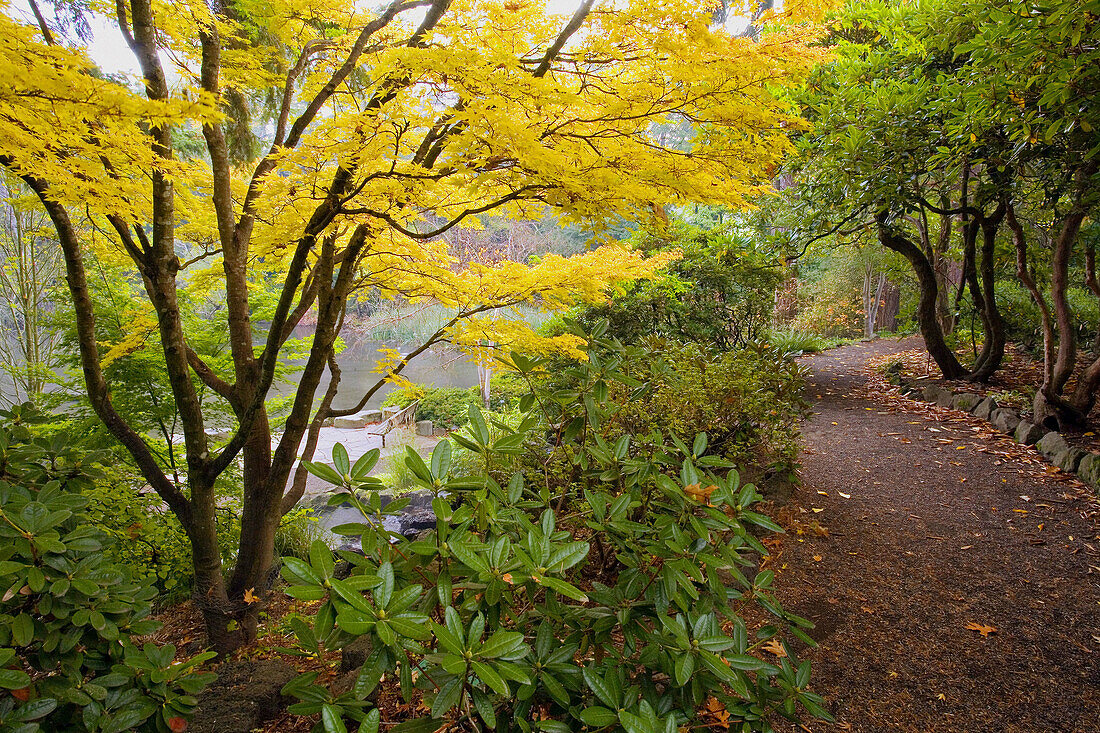 Fall colors at Crystal Springs Gardens. Portland, Oregon, USA