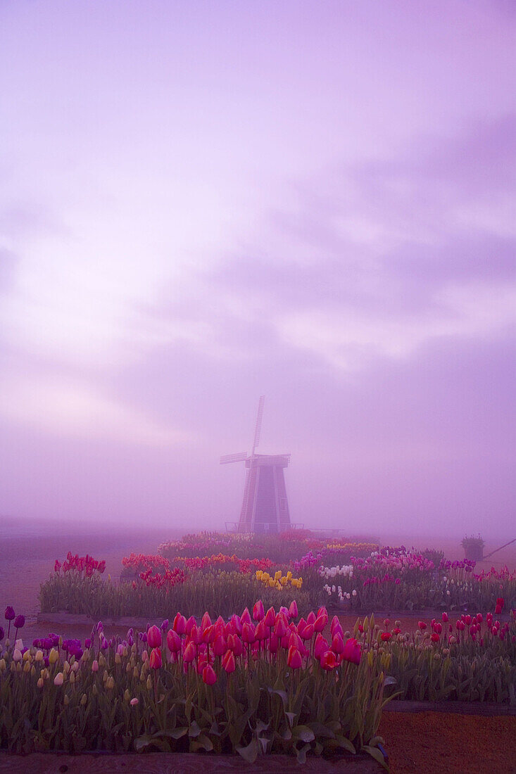 Windmill and tulip field at sunrise. Oregon, USA