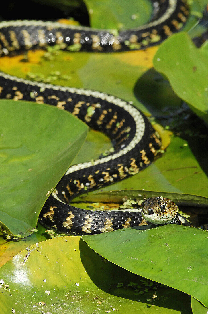 Garter snake – License image – 70229107 lookphotos