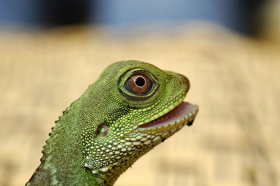 Chinese water dragon