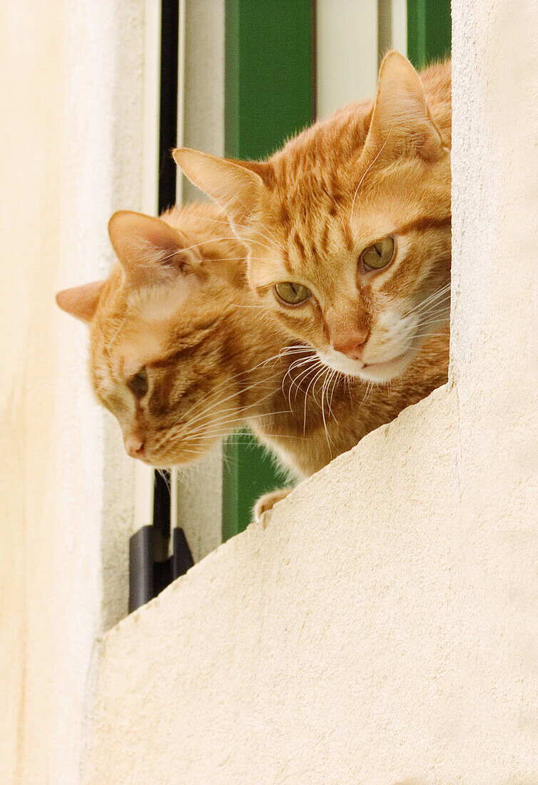 Cats. Palermo, Sicily. Italy