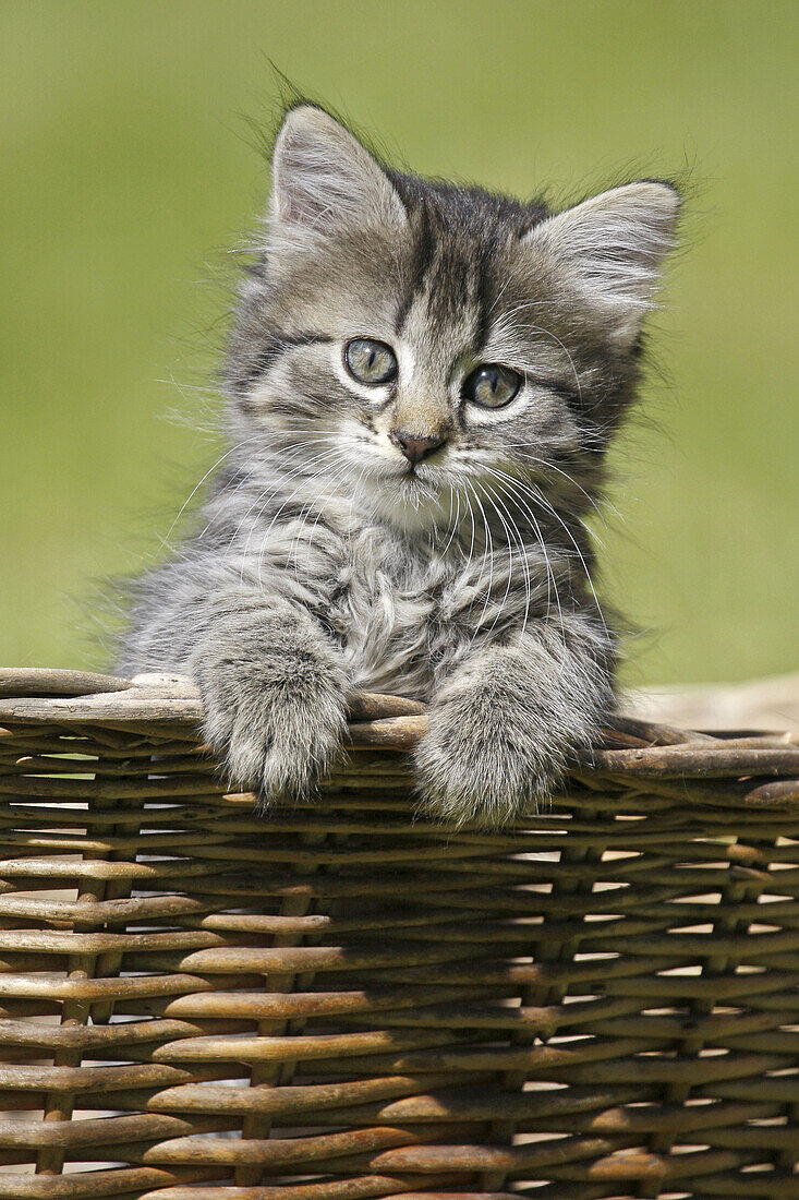 Domestic Cat, Germany, kitten, in a wood basket